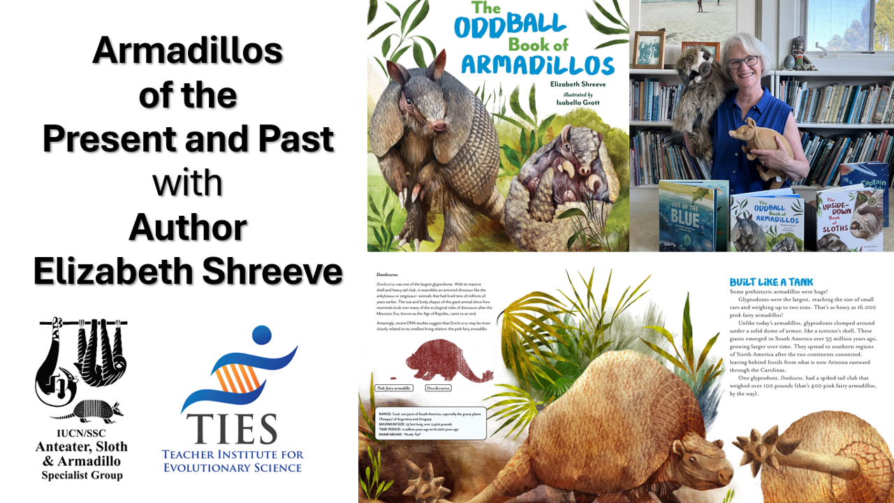 Armadillos of the Present and Past