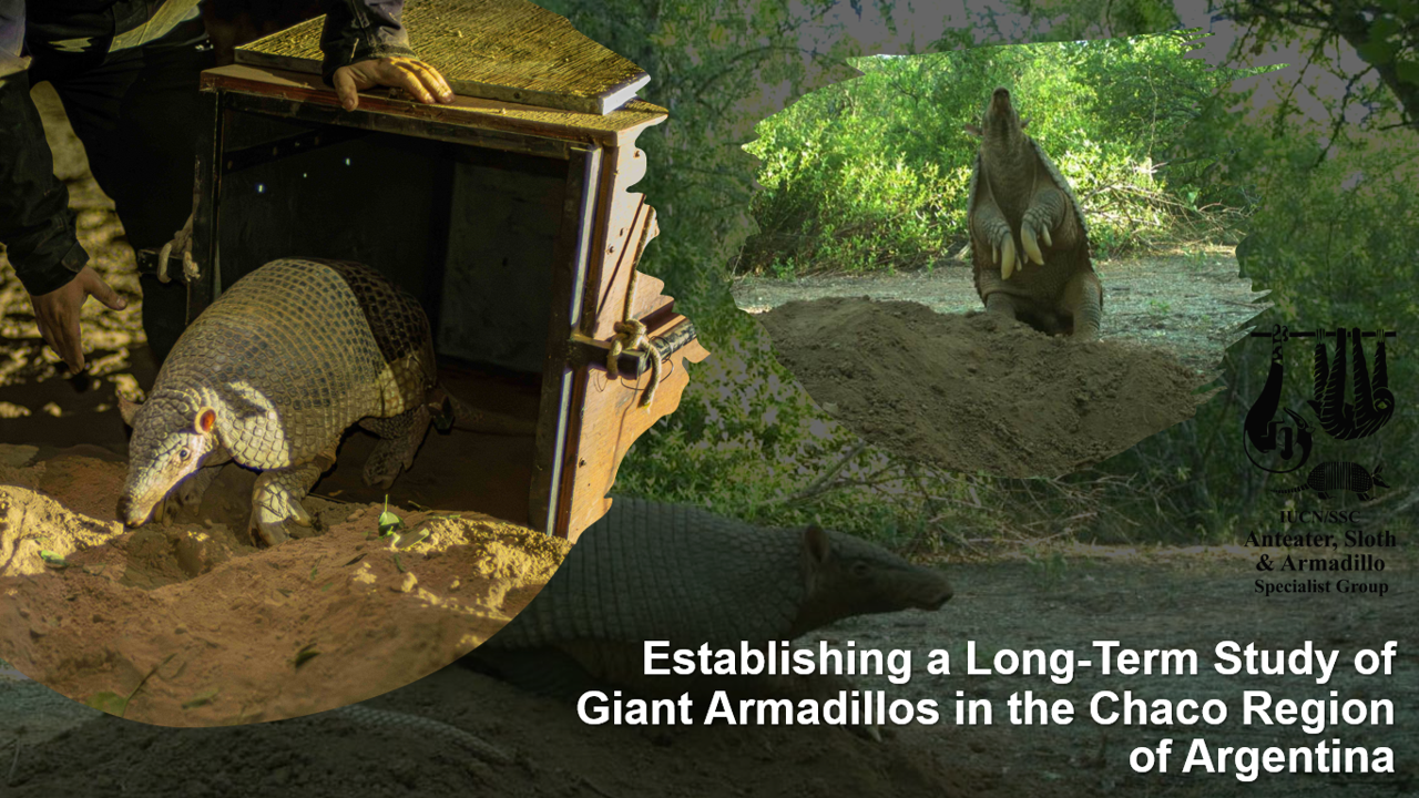 Establishing a Long-Term Study of Giant Armadillos in the Chaco Region of Argentina